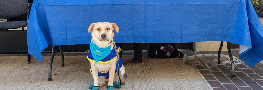 An assistive dog poses in an SDRC bandana. Service and support animals provide necessary assistance to students with disabilities at UCR.